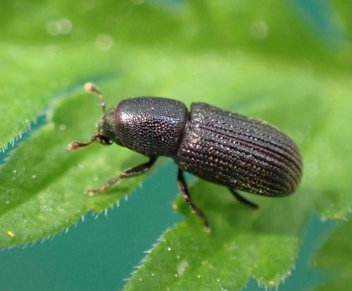 Hylastes sp.